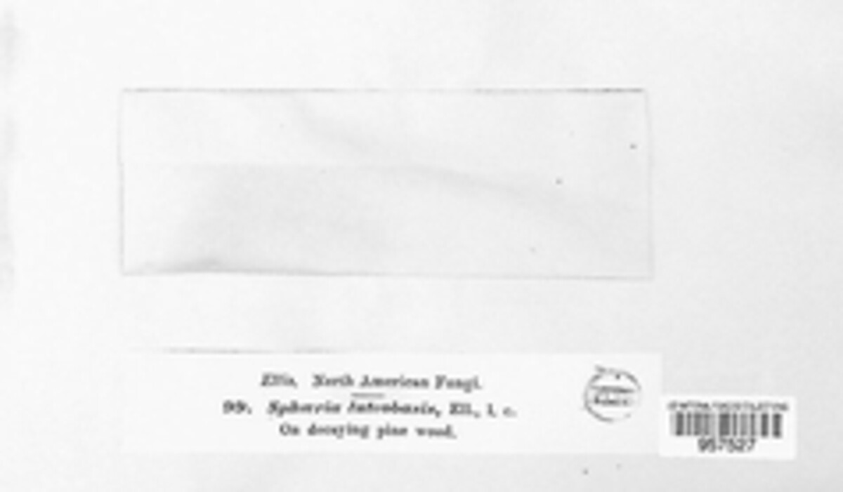 Endoxylina image